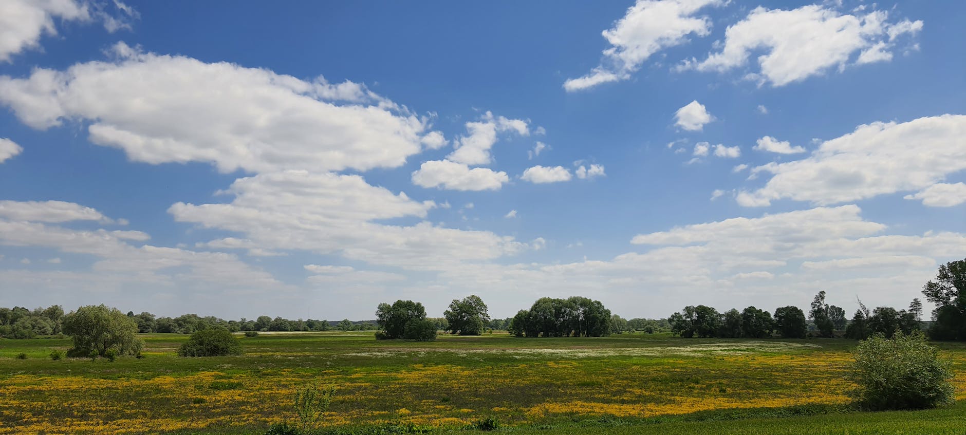 Symboliczne zdjęcie przedstawiające zieleń i czystość w Radzyniu Podlaskim z okazji Dnia Ziemi.